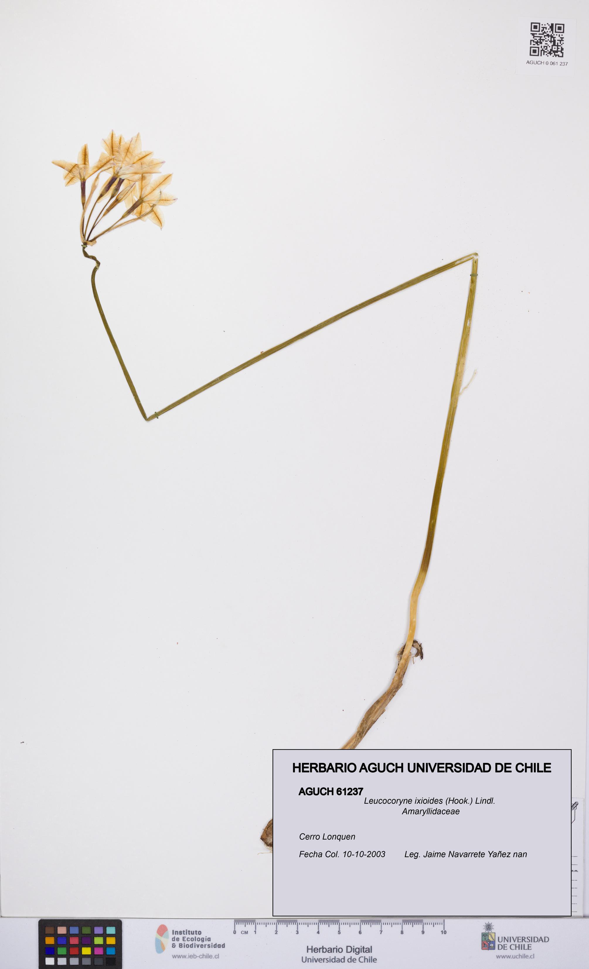 Leucocoryne ixioides [Espécimen: UCH:AGUCH:0061237]