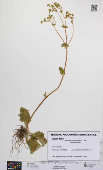 Calceolaria corymbosa [Espécimen: UCH:AGUCH:0061242]