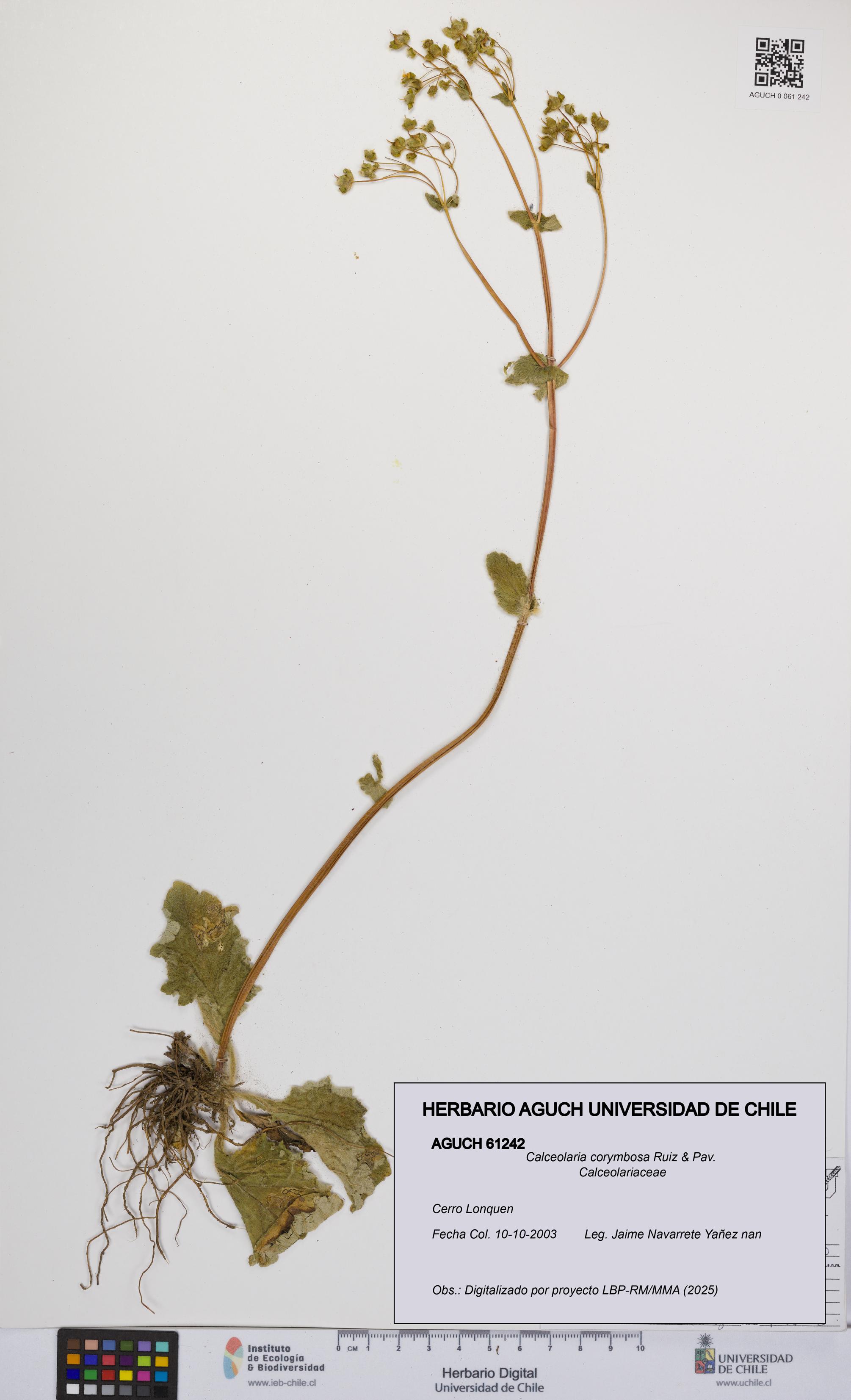 Calceolaria corymbosa [Espécimen: UCH:AGUCH:0061242]