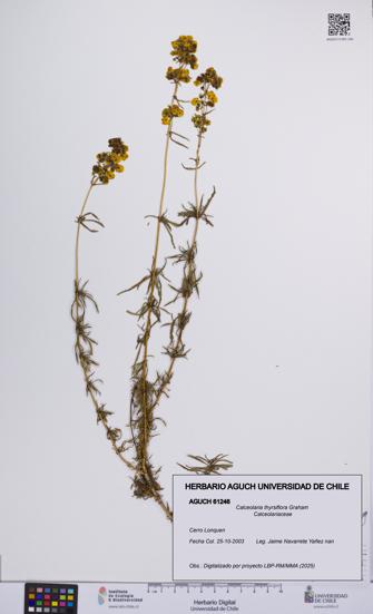 Calceolaria thyrsiflora [Espécimen: UCH:AGUCH:0061246]