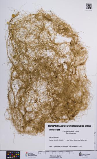 Cuscuta micrantha [Espécimen: UCH:AGUCH:0061254]