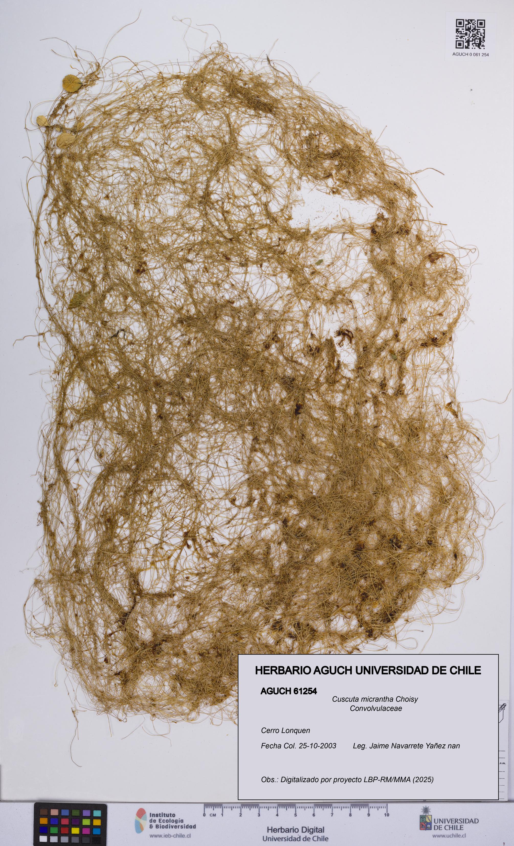 Cuscuta micrantha [Espécimen: UCH:AGUCH:0061254]