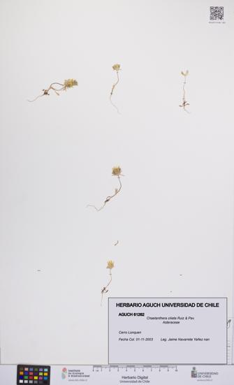 Chaetanthera ciliata [Espécimen: UCH:AGUCH:0061262]