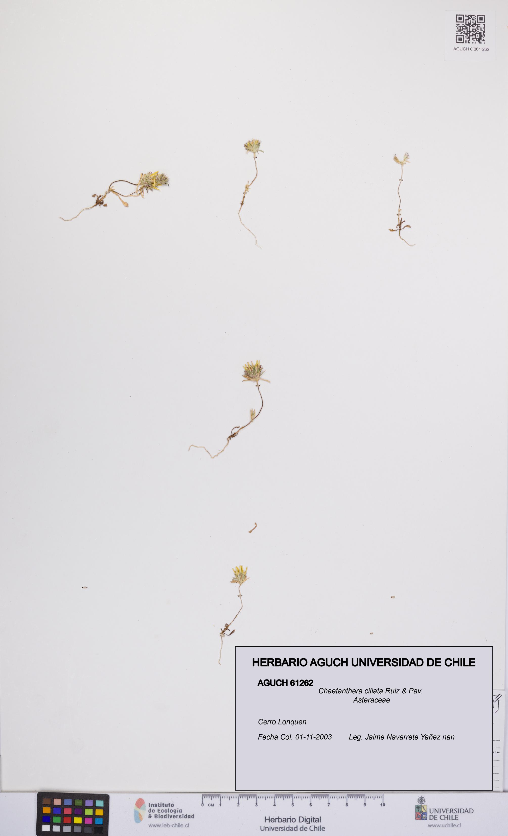 Chaetanthera ciliata [Espécimen: UCH:AGUCH:0061262]