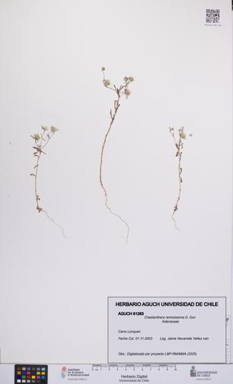 Chaetanthera ramosissima [Espécimen: UCH:AGUCH:0061263]