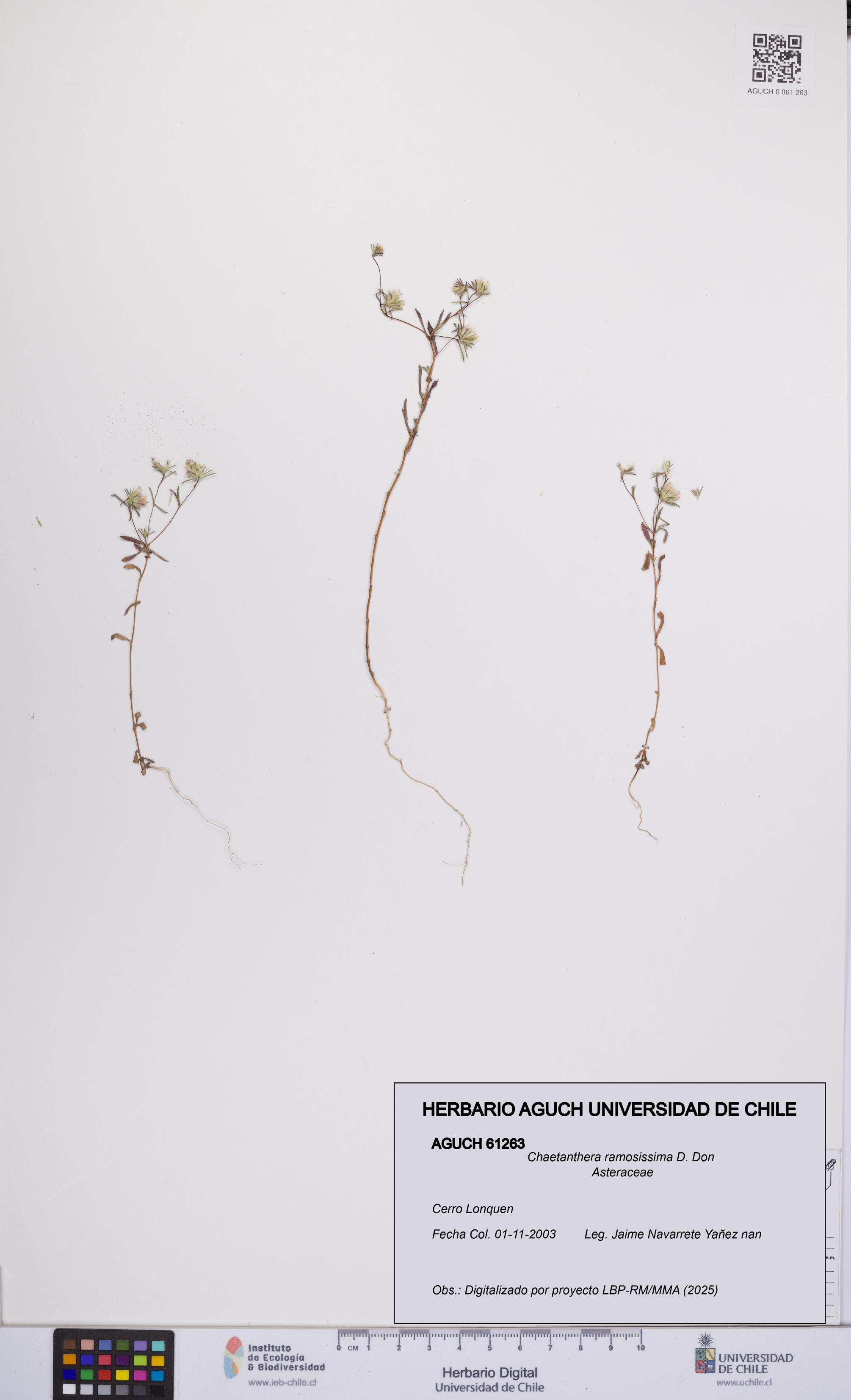 Chaetanthera ramosissima [Espécimen: UCH:AGUCH:0061263]