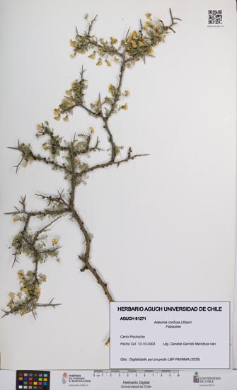 Adesmia confusa [Espécimen: UCH:AGUCH:0061271]