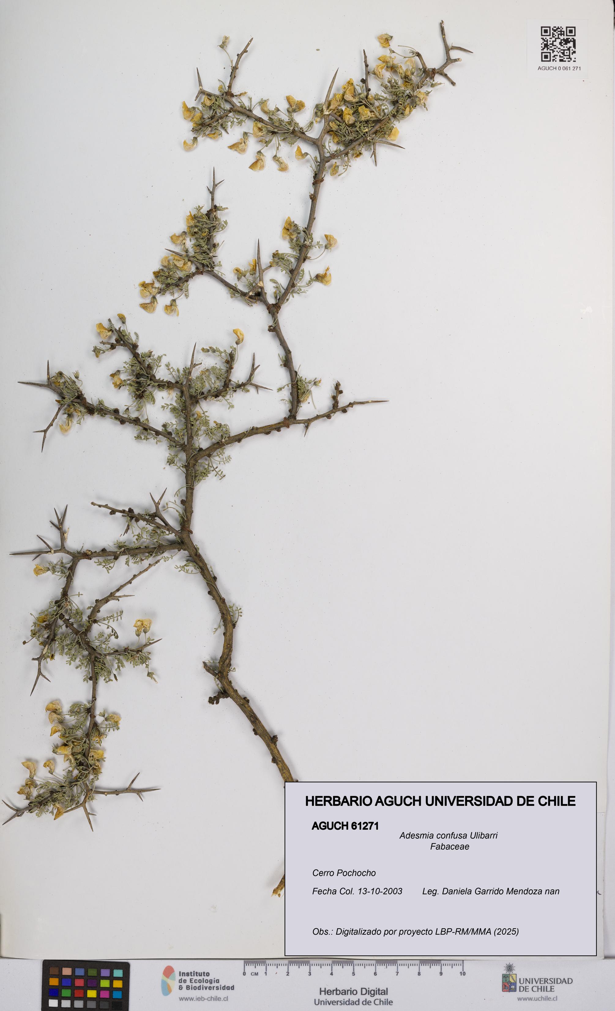 Adesmia confusa [Espécimen: UCH:AGUCH:0061271]