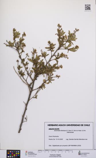 Gochnatia foliolosa [Espécimen: UCH:AGUCH:0061275]