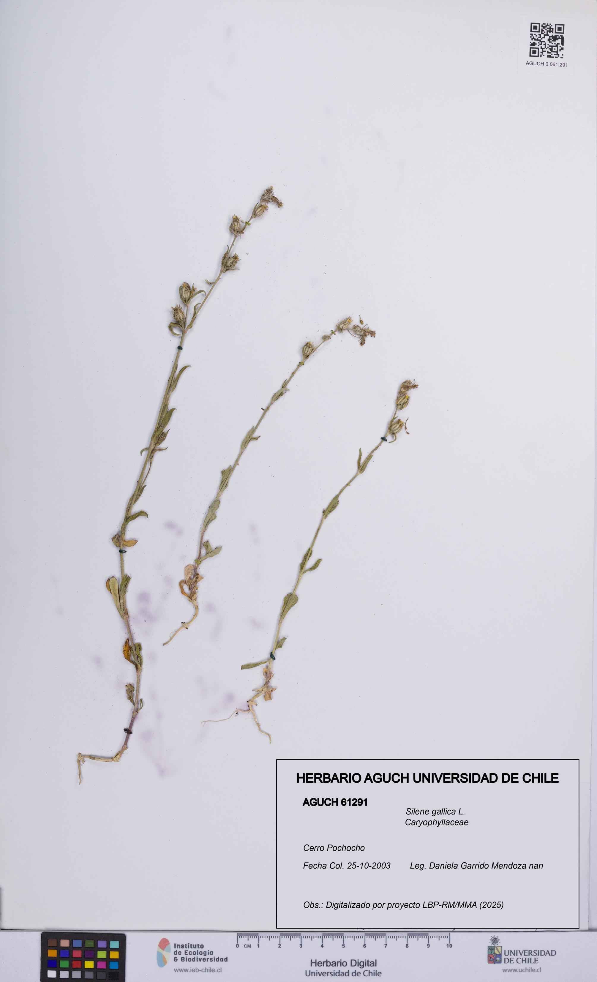 Silene gallica [Espécimen: UCH:AGUCH:0061291]