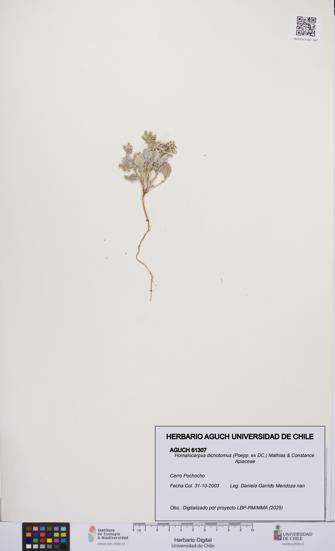 Homalocarpus dichotomus [Espécimen: UCH:AGUCH:0061307]