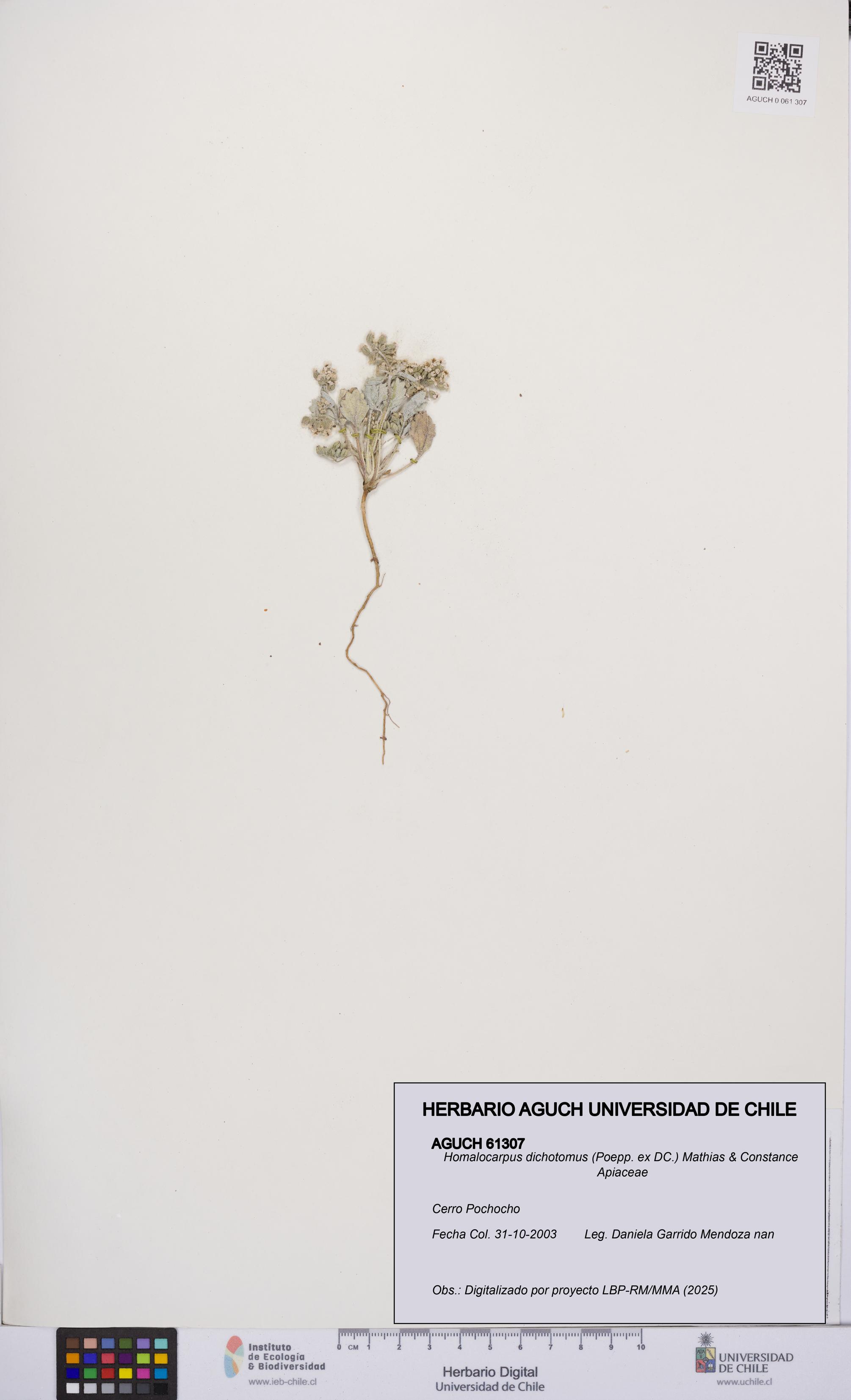 Homalocarpus dichotomus [Espécimen: UCH:AGUCH:0061307]