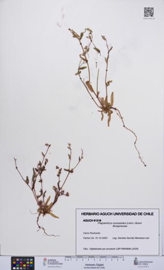 Plagiobothrys myosotoides [Espécimen: UCH:AGUCH:0061316]