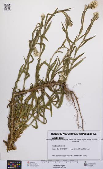 Pseudognaphalium cabrerae [Espécimen: UCH:AGUCH:0061335]