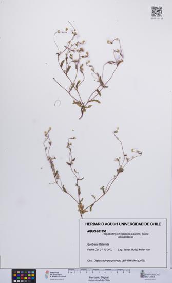 Plagiobothrys myosotoides [Espécimen: UCH:AGUCH:0061338]