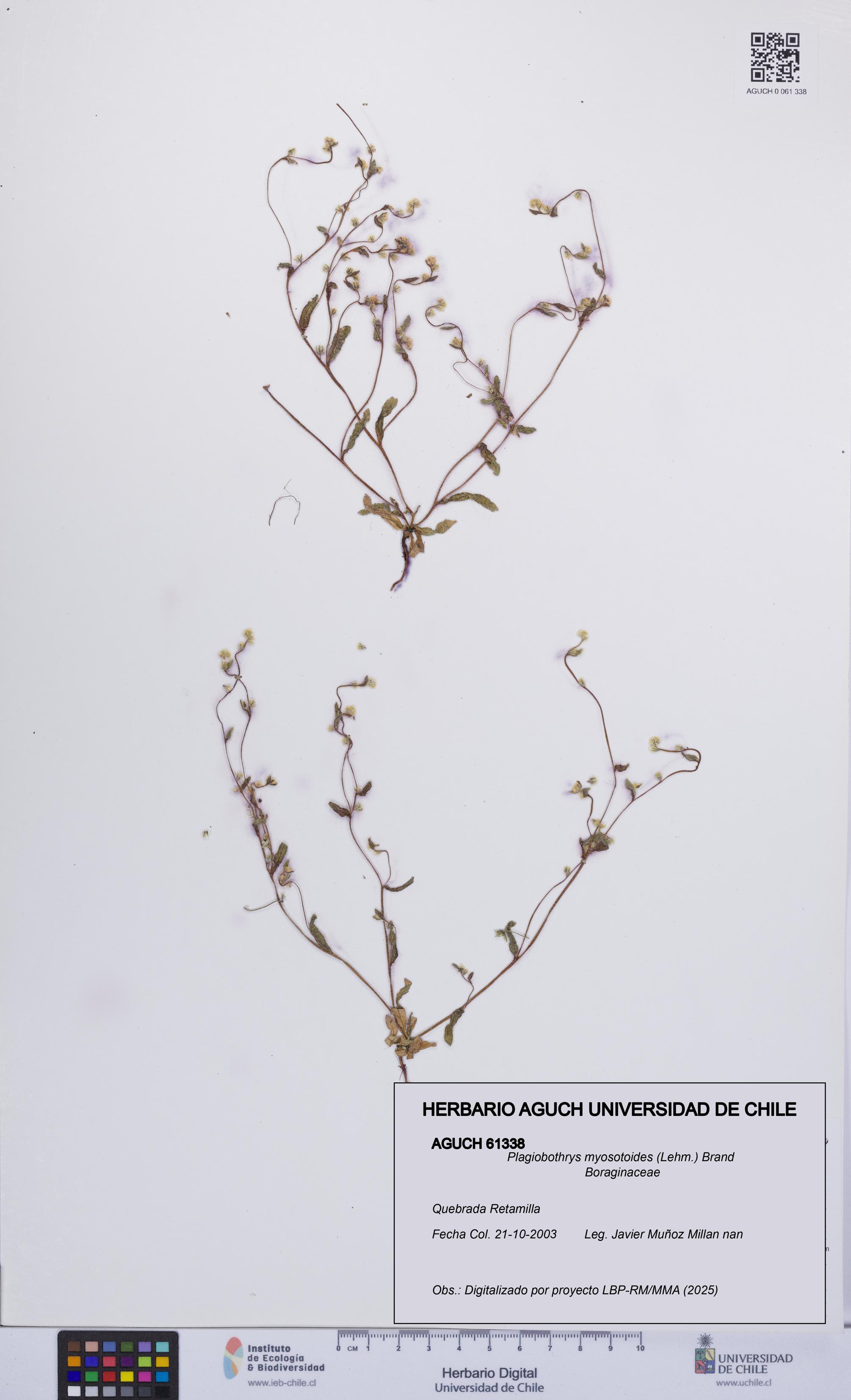 Plagiobothrys myosotoides [Espécimen: UCH:AGUCH:0061338]