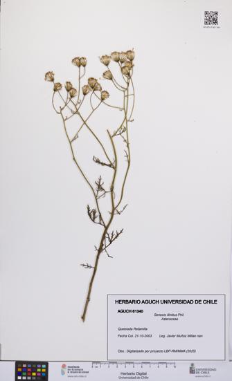Senecio illinitus [Espécimen: UCH:AGUCH:0061340]