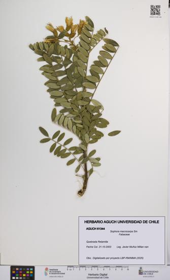 Sophora macrocarpa [Espécimen: UCH:AGUCH:0061344]
