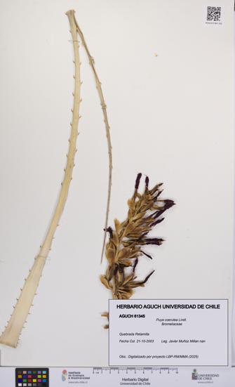 Puya coerulea [Espécimen: UCH:AGUCH:0061345]