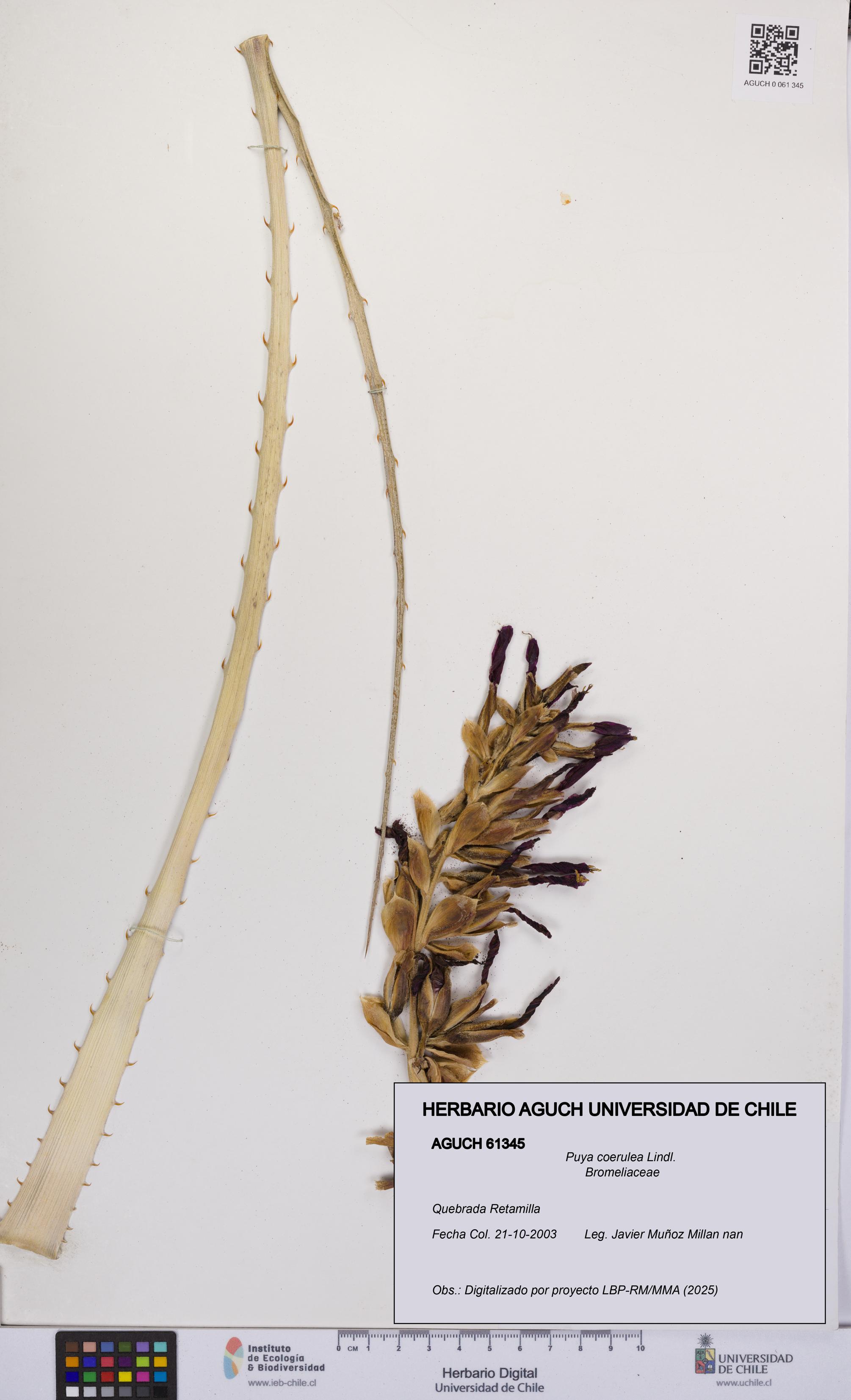 Puya coerulea [Espécimen: UCH:AGUCH:0061345]