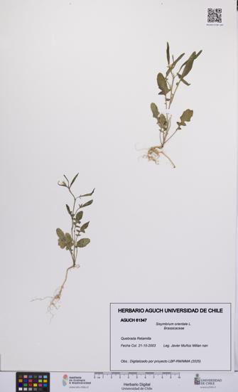 Sisymbrium orientale [Espécimen: UCH:AGUCH:0061347]