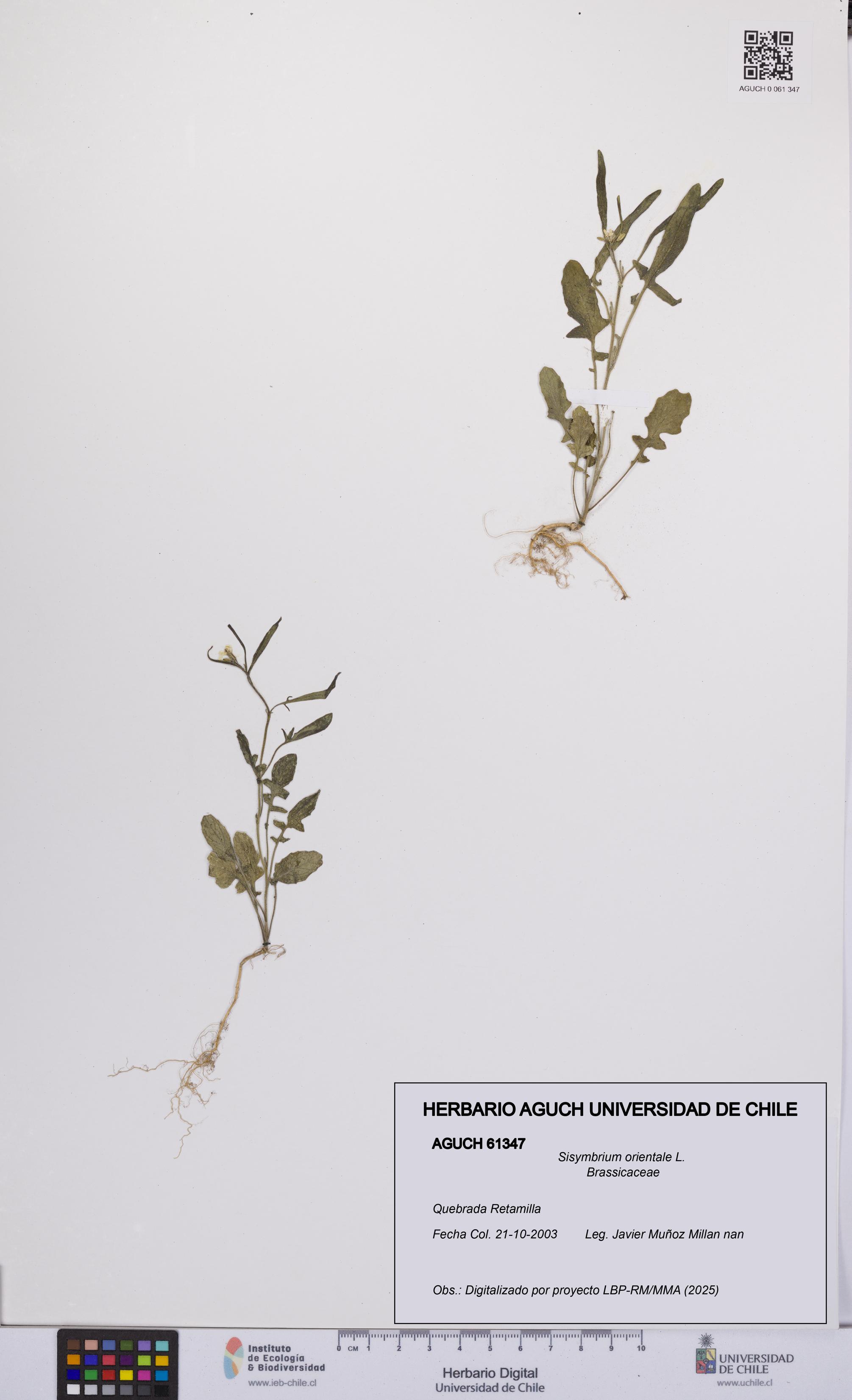 Sisymbrium orientale [Espécimen: UCH:AGUCH:0061347]