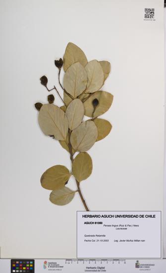 Persea lingue [Espécimen: UCH:AGUCH:0061350]