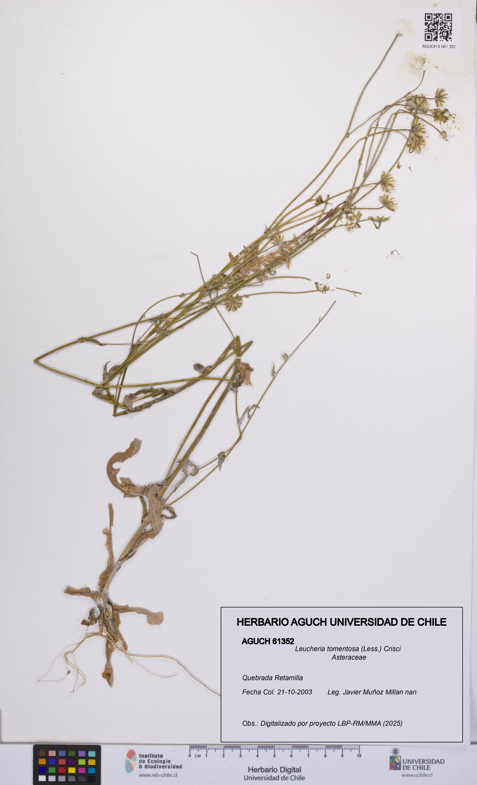 Leucheria tomentosa [Espécimen: UCH:AGUCH:0061352]