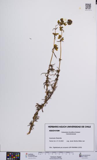 Calceolaria thyrsiflora [Espécimen: UCH:AGUCH:0061361]