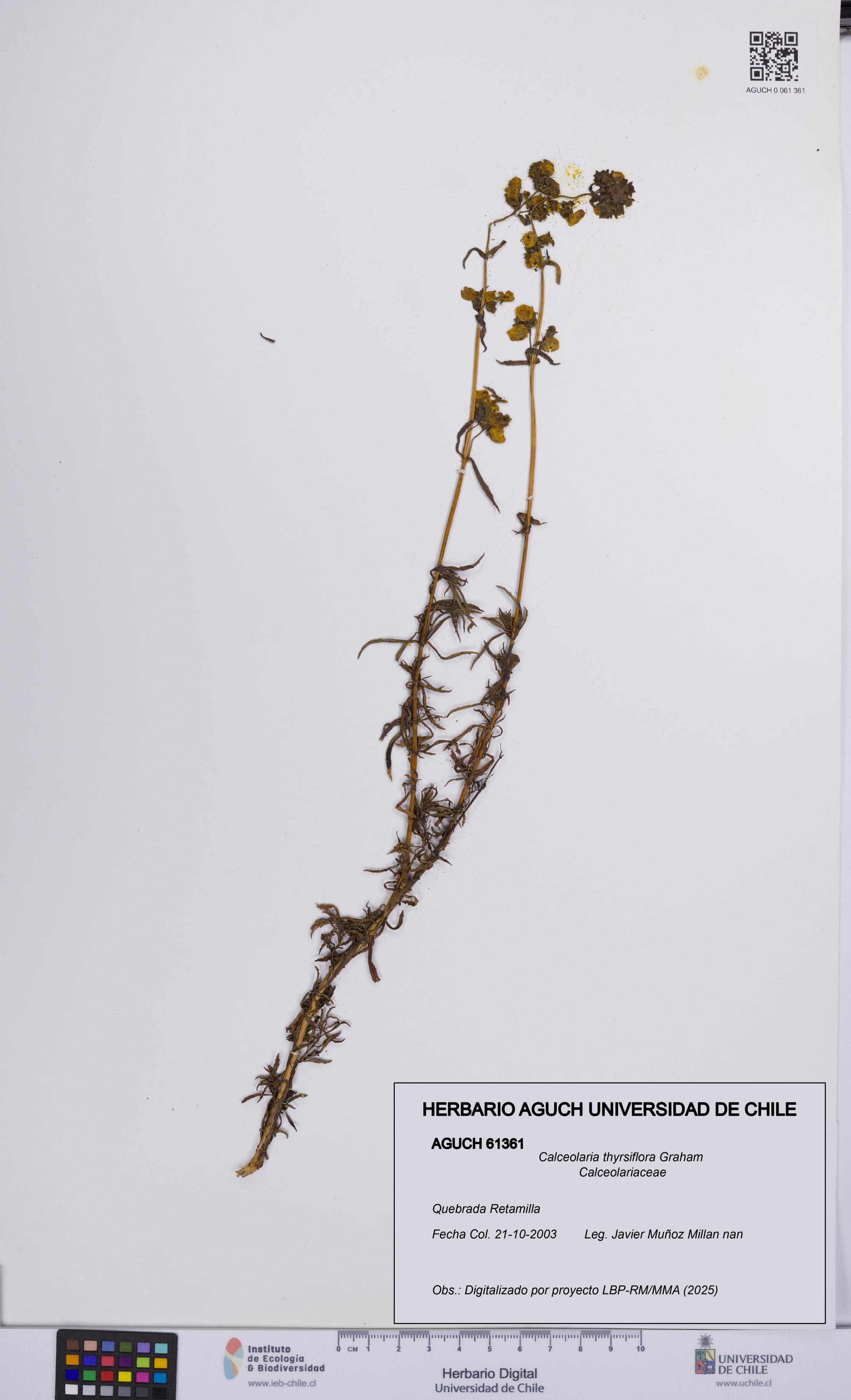 Calceolaria thyrsiflora [Espécimen: UCH:AGUCH:0061361]