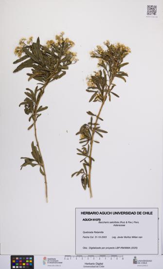 Baccharis salicifolia [Espécimen: UCH:AGUCH:0061370]