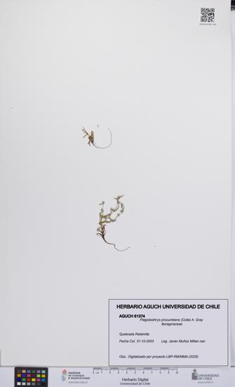 Plagiobothrys procumbens [Espécimen: UCH:AGUCH:0061374]