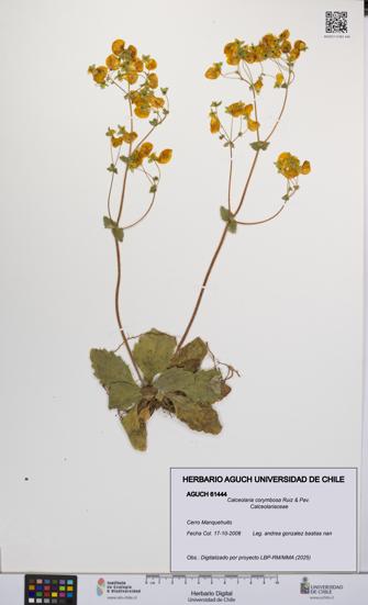 Calceolaria corymbosa [Espécimen: UCH:AGUCH:0061444]