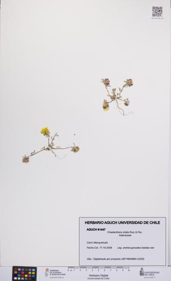 Chaetanthera ciliata [Espécimen: UCH:AGUCH:0061447]