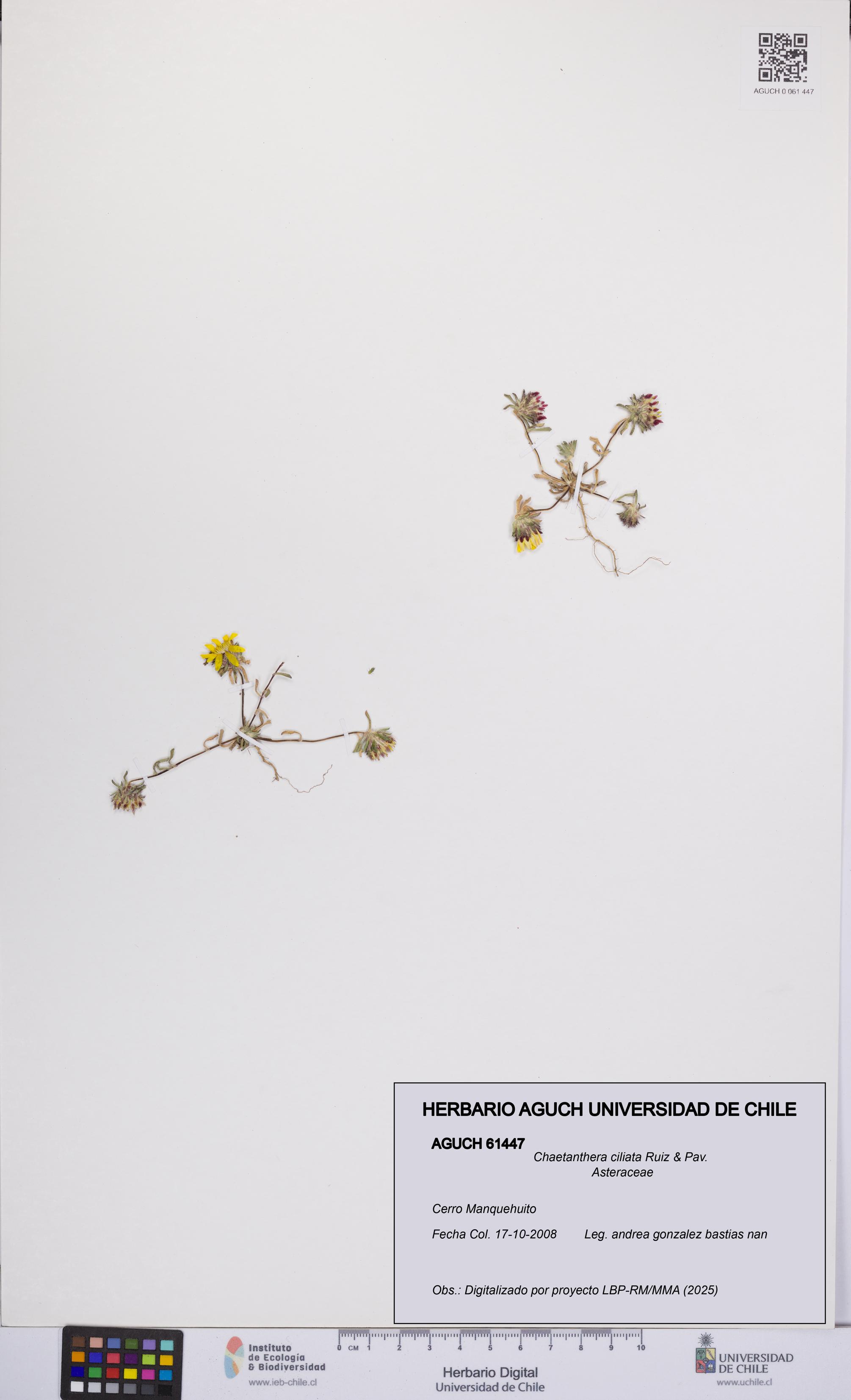 Chaetanthera ciliata [Espécimen: UCH:AGUCH:0061447]