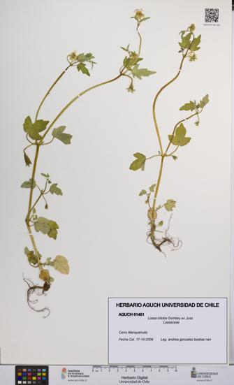 Loasa triloba [Espécimen: UCH:AGUCH:0061451]