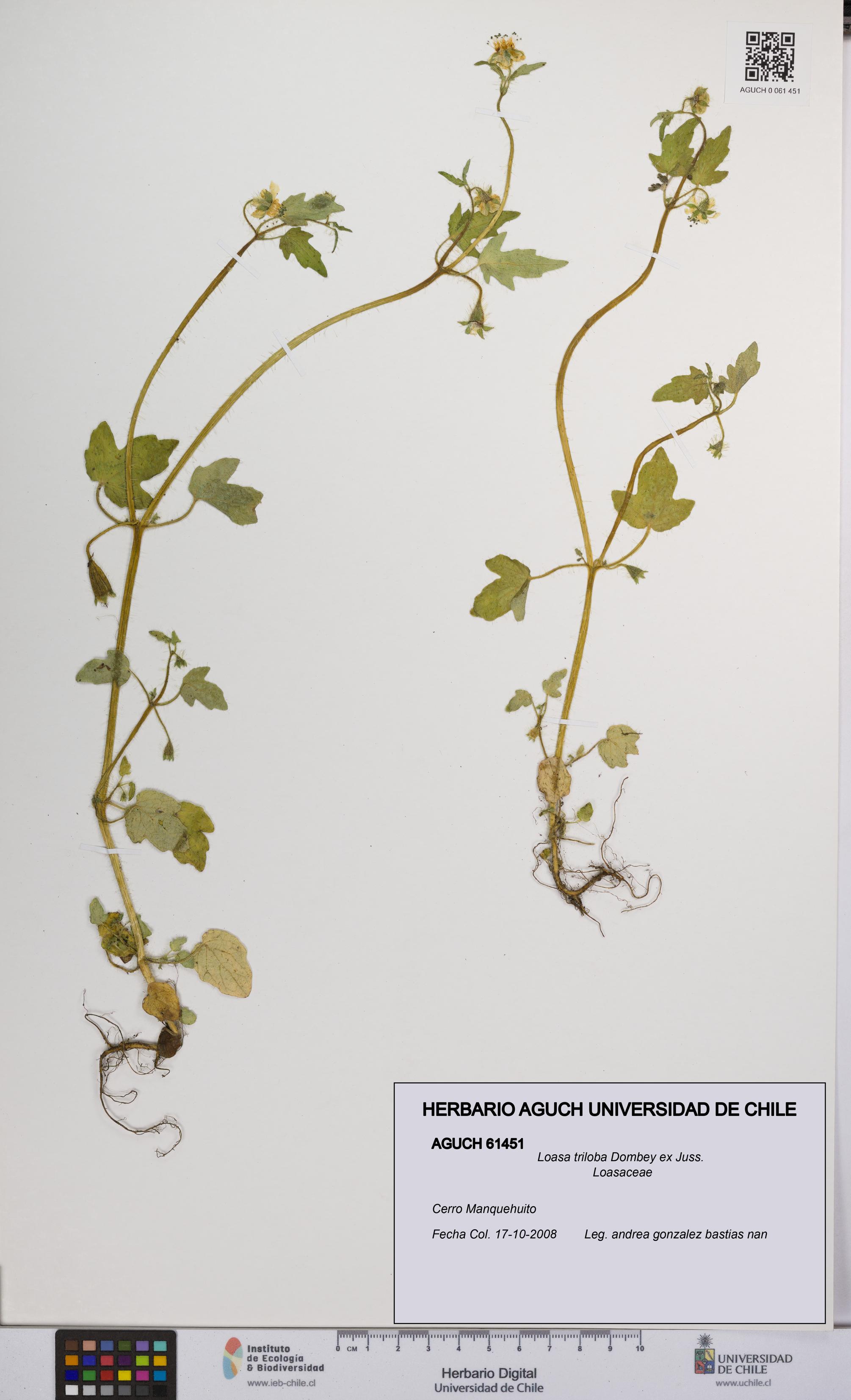 Loasa triloba [Espécimen: UCH:AGUCH:0061451]