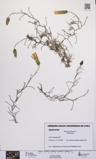 Mutisia sinuata [Espécimen: UCH:AGUCH:0061452]