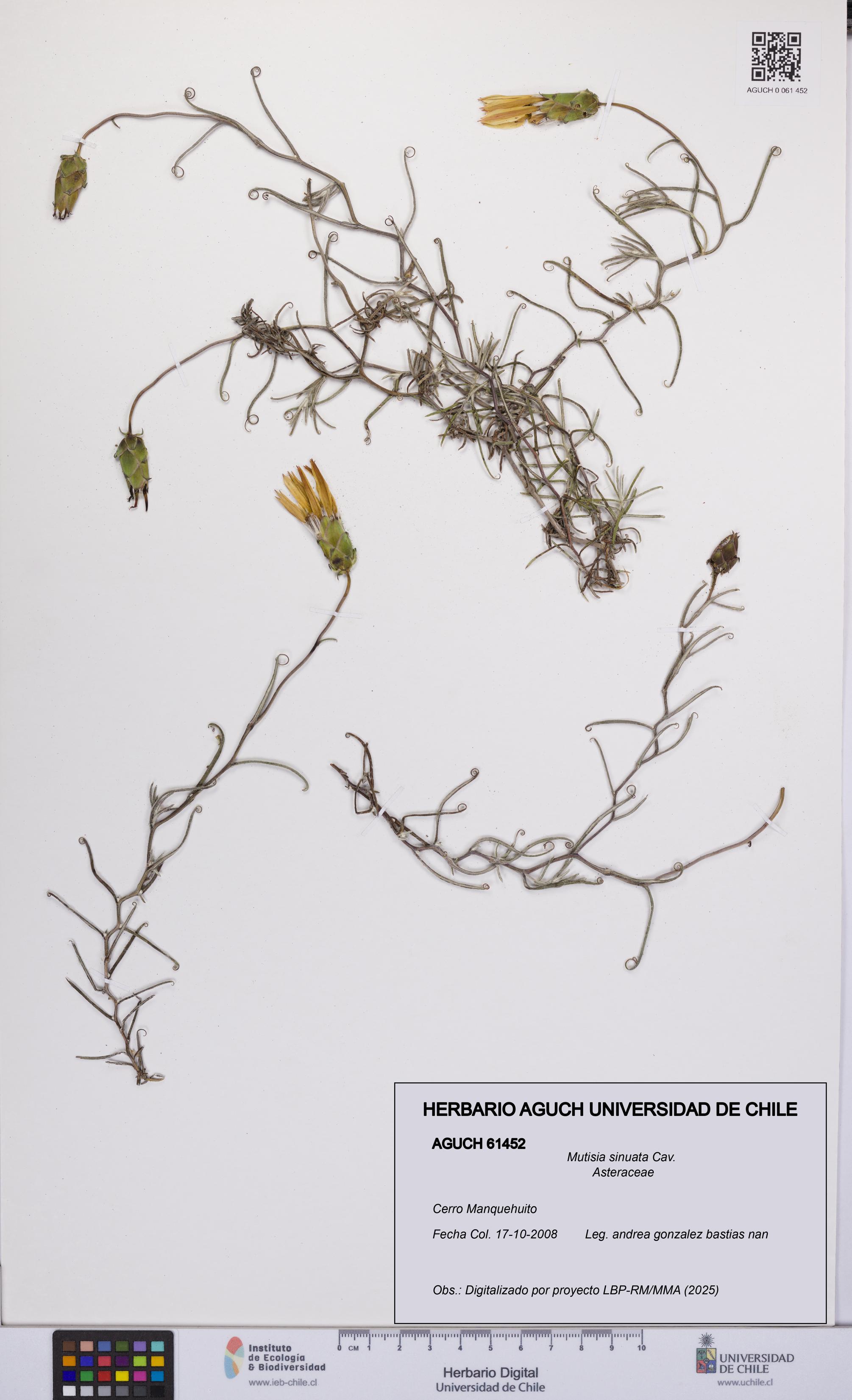 Mutisia sinuata [Espécimen: UCH:AGUCH:0061452]