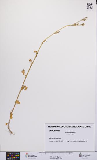 Senecio vulgaris [Espécimen: UCH:AGUCH:0061459]
