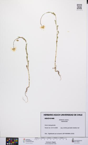 Anthemis cotula [Espécimen: UCH:AGUCH:0061463]