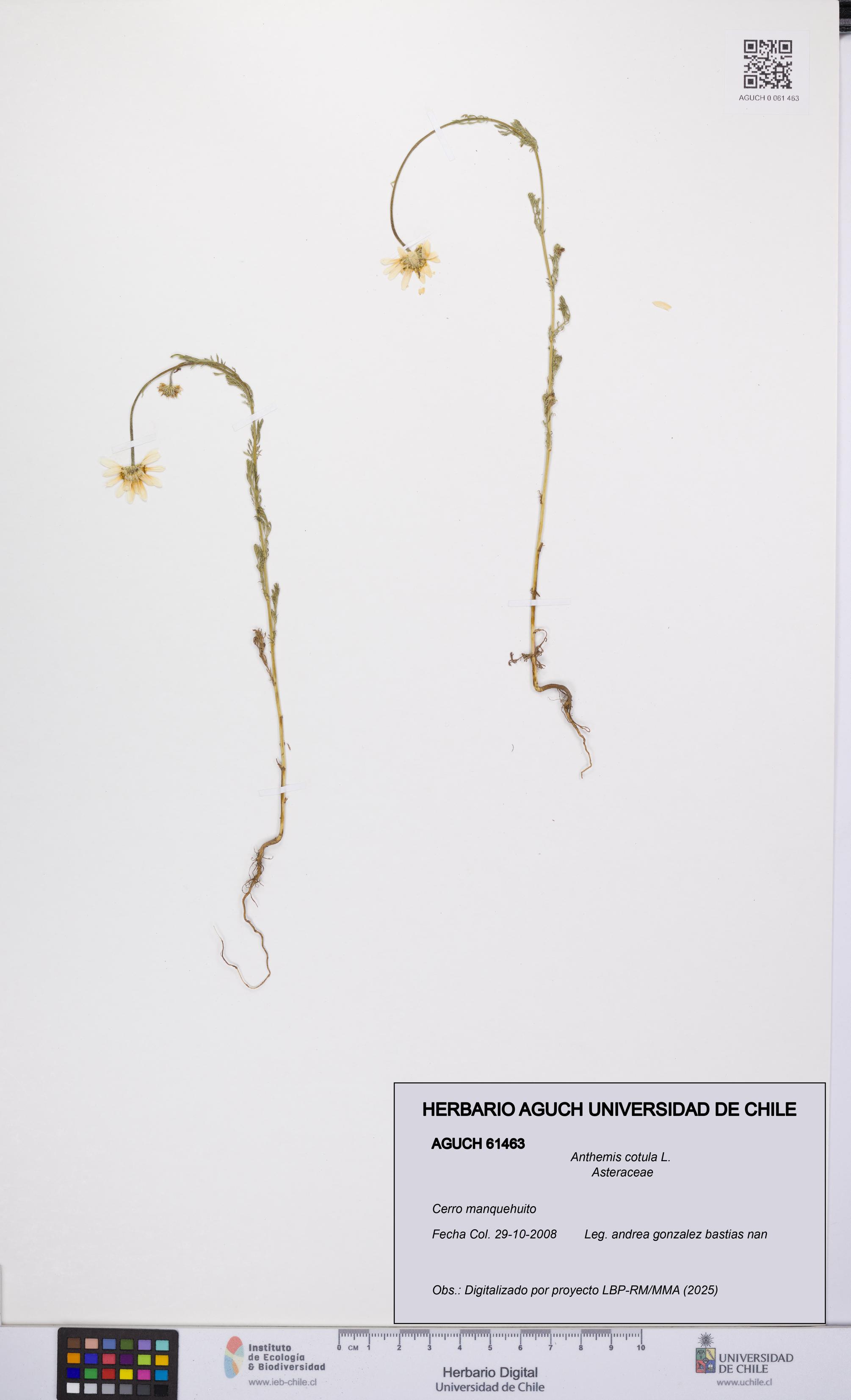 Anthemis cotula [Espécimen: UCH:AGUCH:0061463]