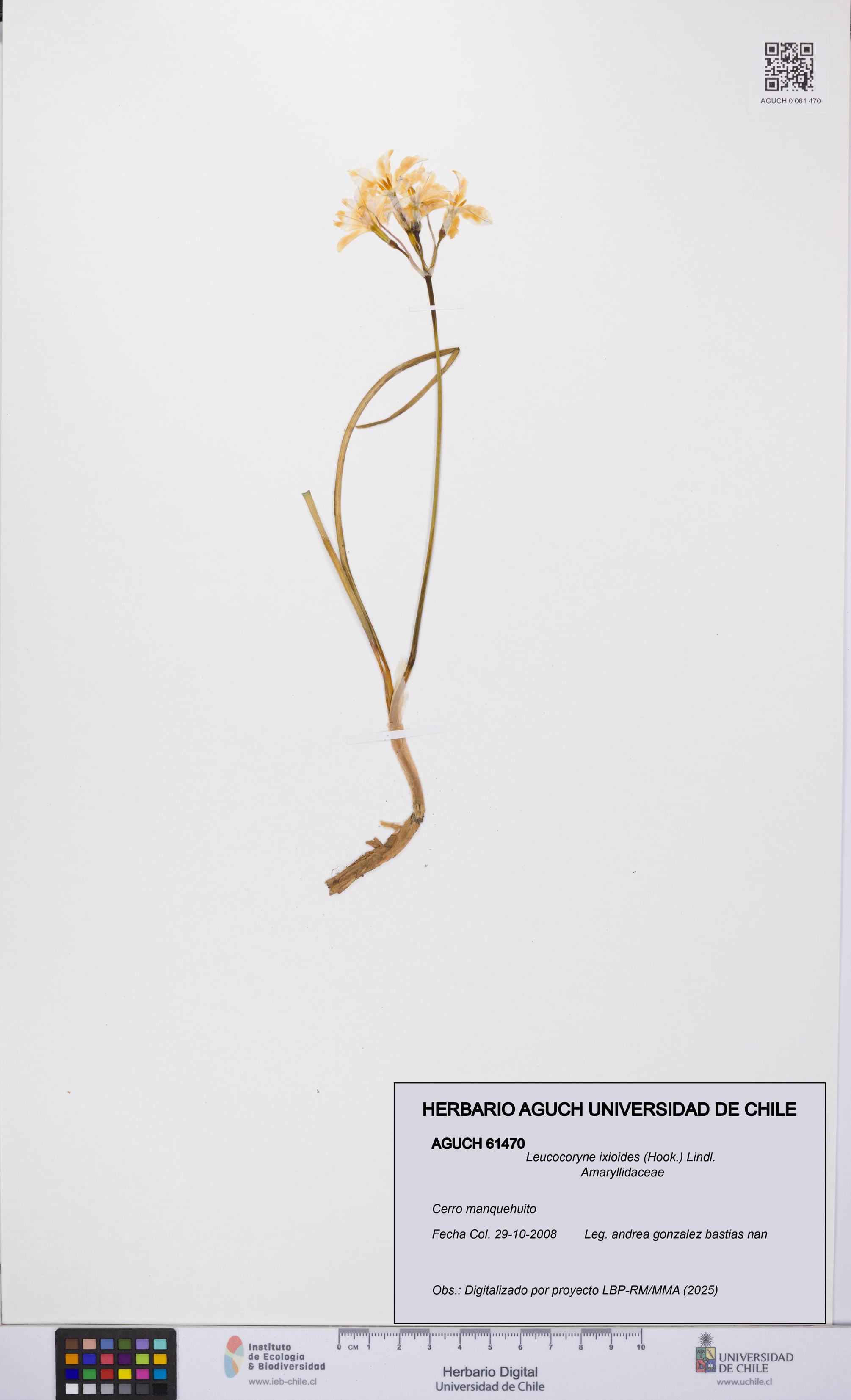 Leucocoryne ixioides [Espécimen: UCH:AGUCH:0061470]