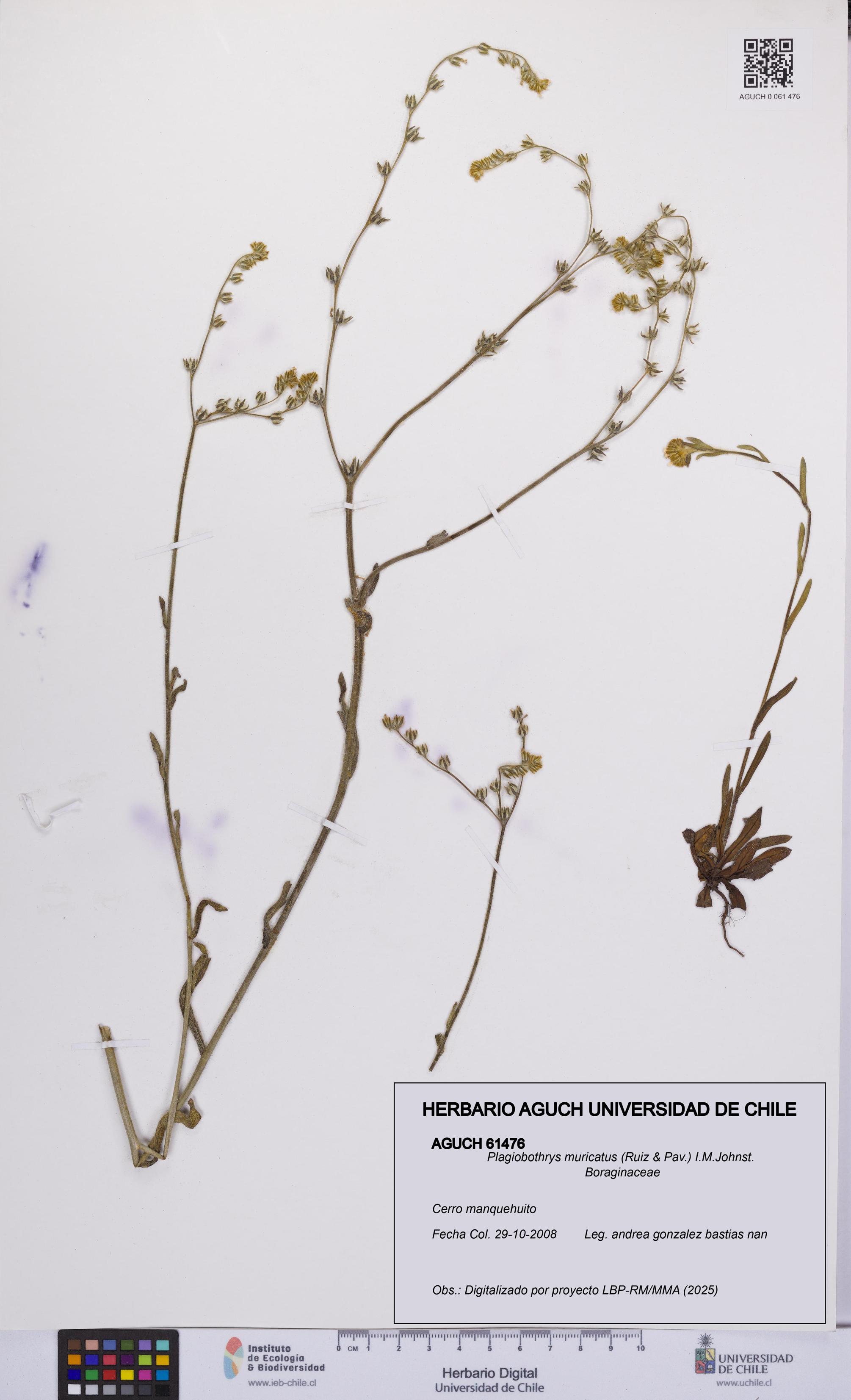 Plagiobothrys muricatus [Espécimen: ]