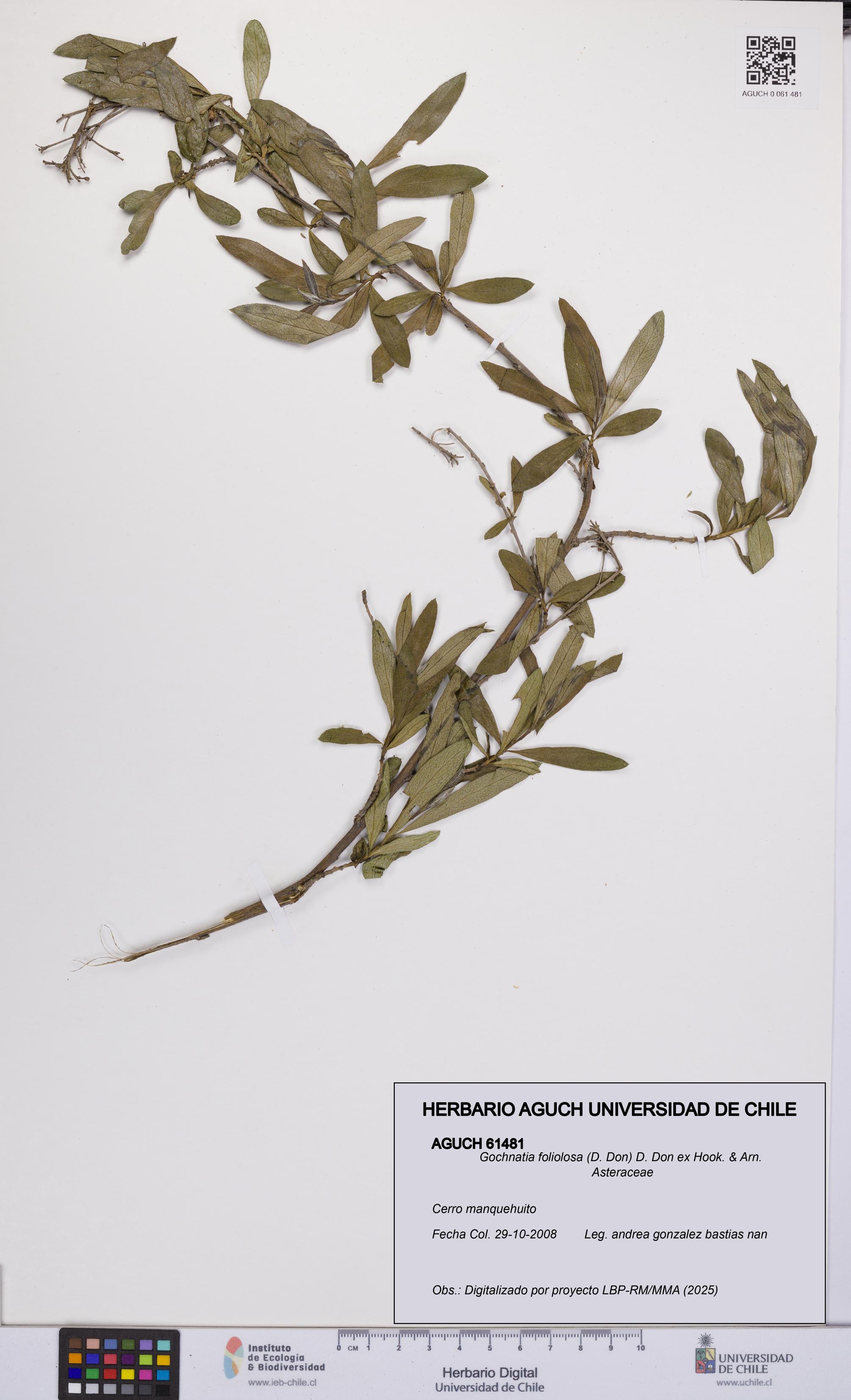 Gochnatia foliolosa [Espécimen: UCH:AGUCH:0061481]