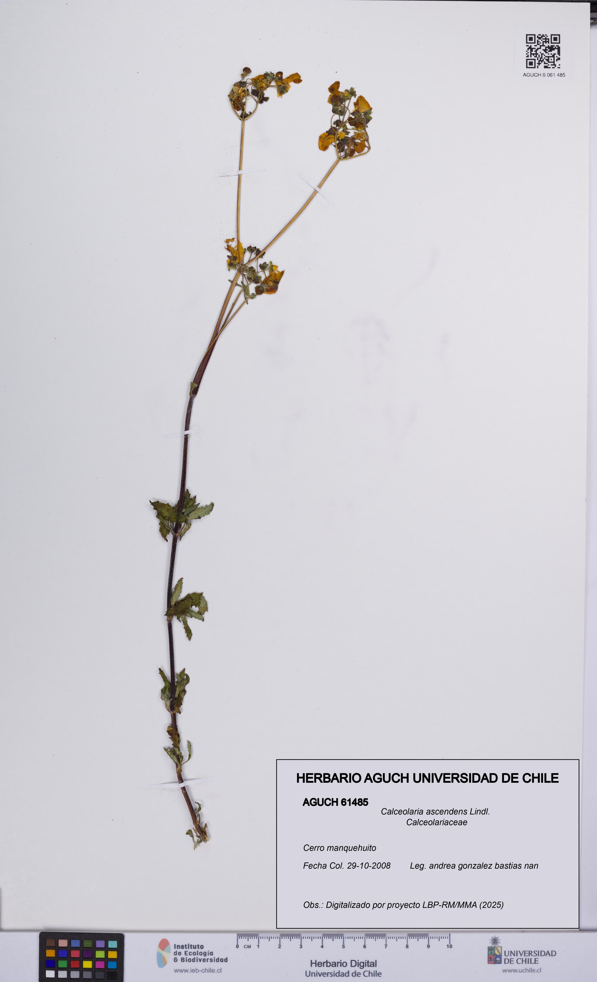 Calceolaria ascendens [Espécimen: UCH:AGUCH:0061485]
