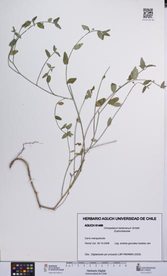 Chiropetalum berterianum [Espécimen: UCH:AGUCH:0061489]
