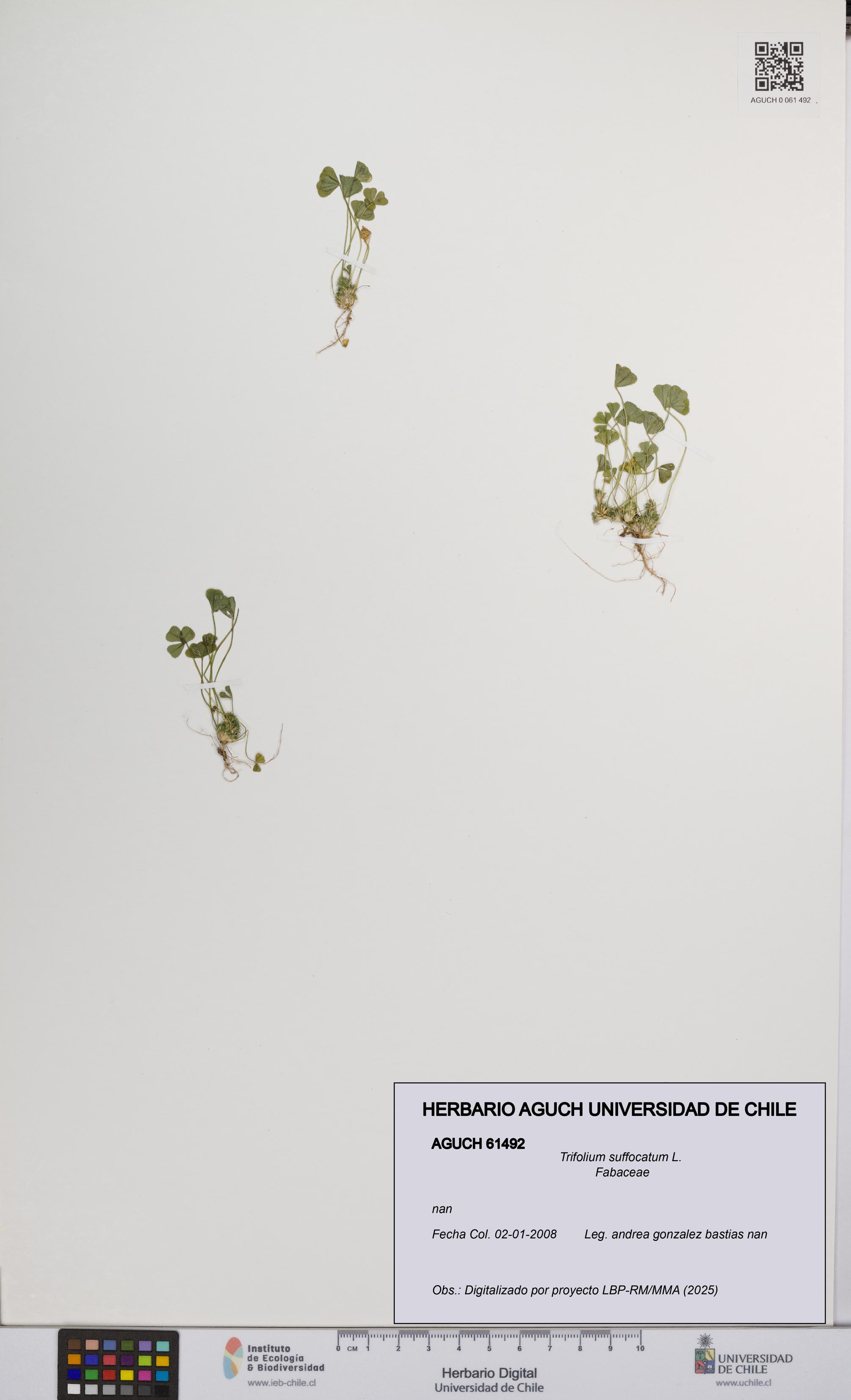 Trifolium suffocatum [Espécimen: UCH:AGUCH:0061492]