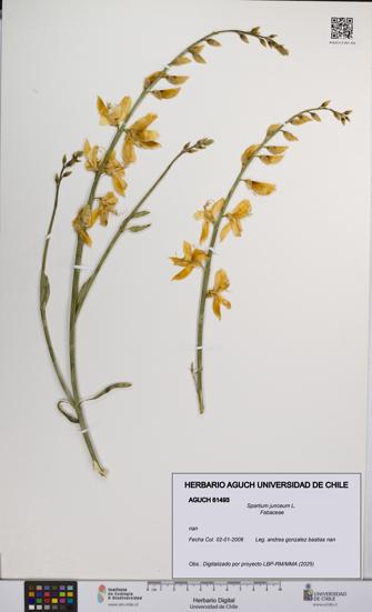 Spartium junceum [Espécimen: UCH:AGUCH:0061493]
