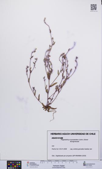 Plagiobothrys myosotoides [Espécimen: UCH:AGUCH:0061499]